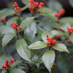 私の”あいさに”ダイアリー⑪